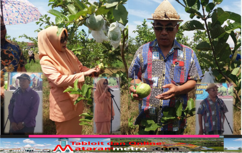 Kepala Dinas Pertanian Lombok Barat,Ir. H.L. Winengan, MM., dampingi Ibu Ketua Penggerak PKK Lombok Barat Hj.Khaeratun Fauzan Khalik panen Jambu Kristal di Perkebunan Millenial Desa Labuapi Kamis 15 Desember 2022.