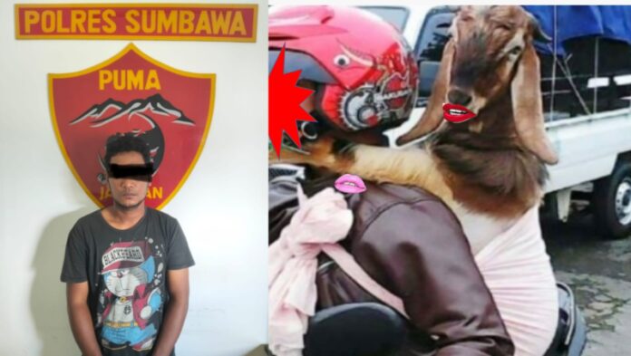 Polres Sumbawa Berhasil Amankan Terduga Penculik Kambing Polres Sumbawa Berhasil Amankan Terduga Penculik Kambing