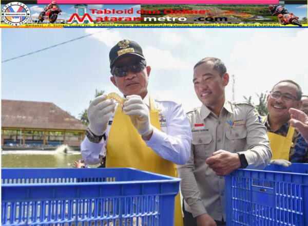 Pj Gubernur NTB Panen Udang Vaname SMKN 1 Lembar dan Bagi Hadiah Umroh