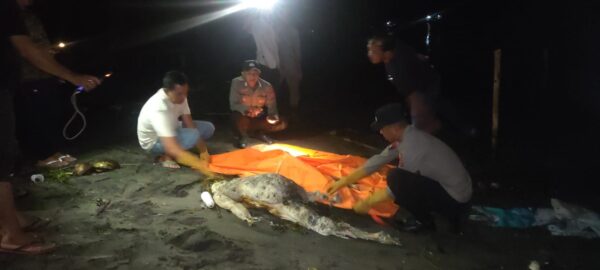 Geger !!! Mayat Tanpa Identitas Ditemukan Pengunjung dipantai Malimbu