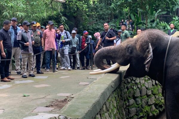 Sekda NTB Kunjungi Kebun Binatang KLU, Disambut Gajah