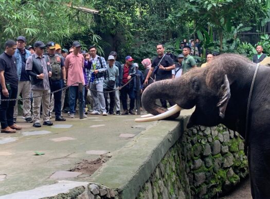 Sekda NTB Kunjungi Kebun Binatang KLU, Disambut Gajah