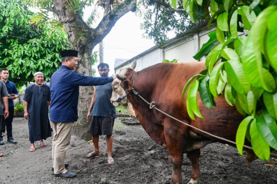 Hari Kedua Iduladha, Gubernur NTB Serahkan Hewan Kurban Presiden dan Bagikan Sembako