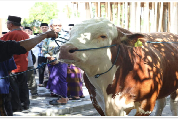Pemprov NTB Bagikan 11 Ekor Sapi dari Presiden pada Idul Adha 1446 H