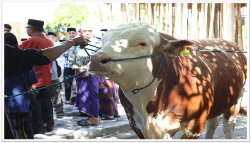 Pemprov NTB Bagikan 11 Ekor Sapi dari Presiden pada Idul Adha 1446 H